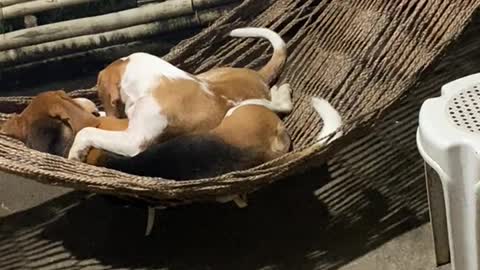 Lover Beagles Enjoy Cuddles in a Hammock
