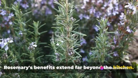 Rosemary: The Herb of Health and Flavor