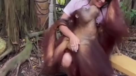 Orangutan Funny Viral Video | Try Not To laugh |