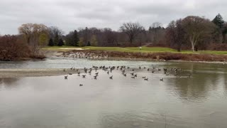 Canada Geese clan still here in January 2024