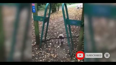 funny videos cat