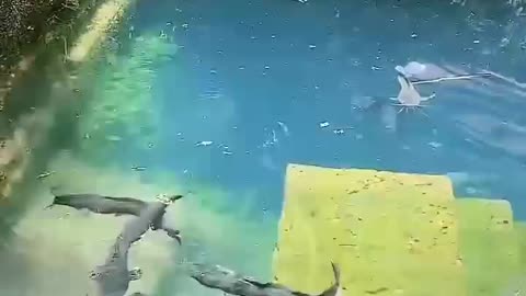 ആഫ്രിക്കൻ മുഷി catfish feeding