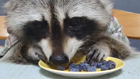 I've never seen a raccoon eat in such a hurry... 😳