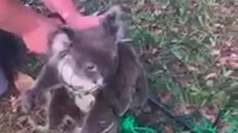 Stranded little koala hops on canoe to save himself 💗