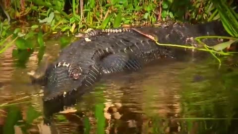 Alligator Mom and Babies Swimming