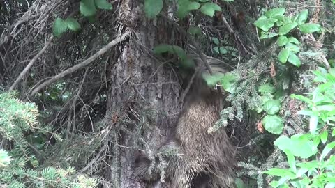 Porcupine Animal Do His Exercise Climb Tree Jungle Camera Spy