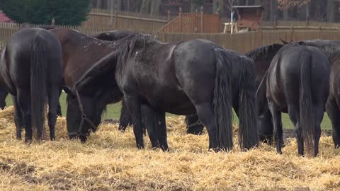 A herd of black horses eat hay in a paddock