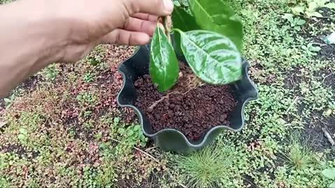 Creative idea of ​​planting jackfruit from jackfruit leaves, for beginners