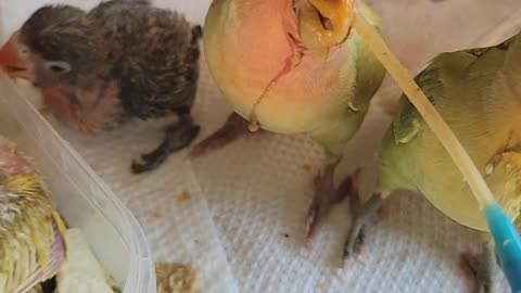 Hand feeding Babies parrots