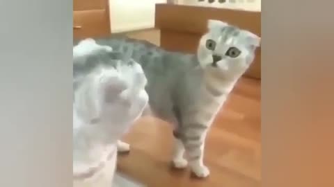 OMG_so_cute_cats❤️ best funny cats video 2023