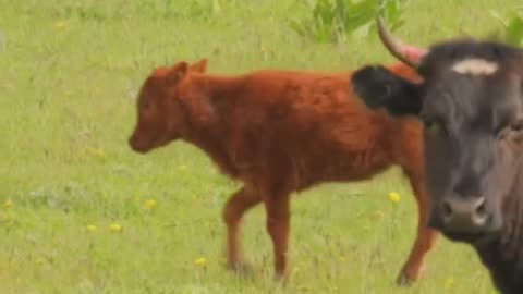 Cows have Best Friends #fun #facts #animals