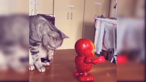funniest cute cat videos
