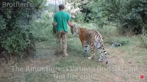 Cute Tiger Cubs