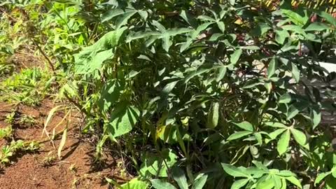 🇩🇲 Cassava Plant and Indigenous History