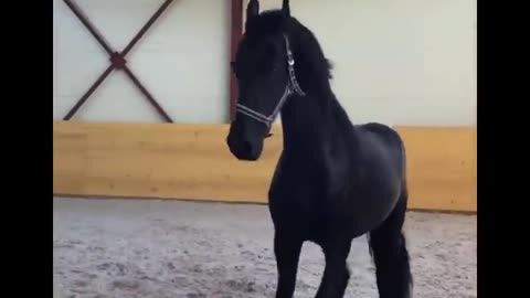 Horse SOO Cute! Cute And funny horse Videos Compilation cute moment