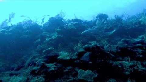 Scuba diver is amused when shark scares his brother