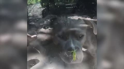 Dogs Try To Get Grasshopper on The Glass Wall