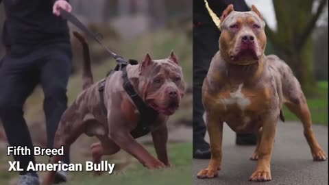 American Bully Different Breeds Part 5 XL American Bully Dog