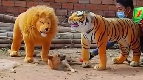 roll Prank Dog Funny & fake Lion and Fake Tiger Prank To dog & Huge Box Prank to dog