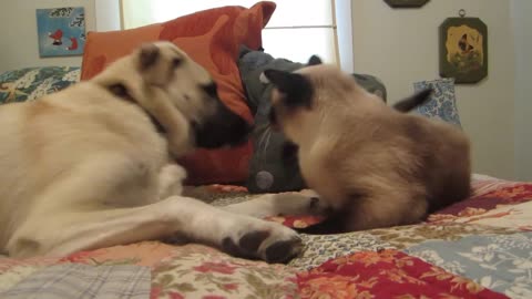 Cat boxing dog. Who wins?