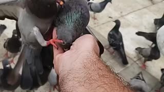 I'm feeding pigeons