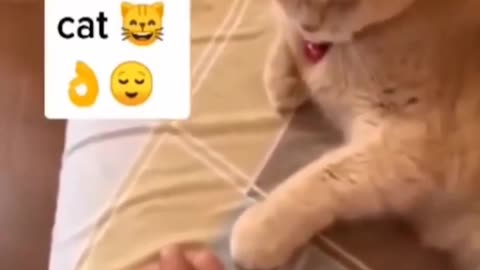 🤣🤣Funny cat video 🤣🤣