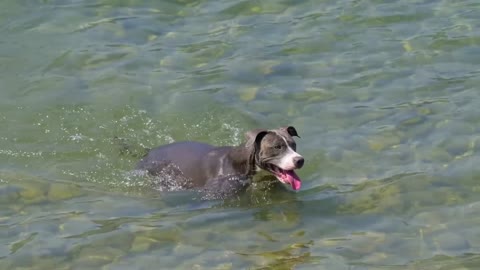 Dog swimming in the river. Cute puppy