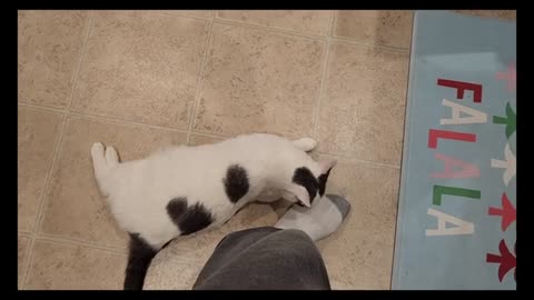 Cat Rubs Human Legs
