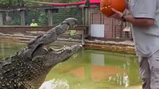 Sultan the Nile crocodile carves a pumpkin