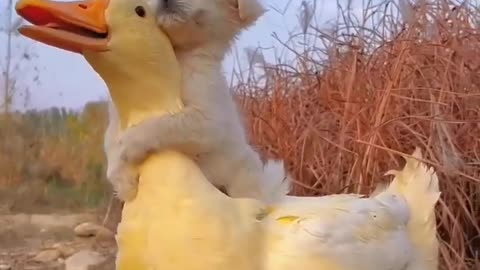 Friendship _ puppy and duck . A beautiful moment