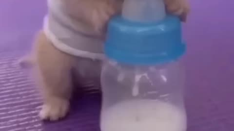 Tiny Muncher Baby Cat's First Meals Are the Cutest Feast! 🍼🐾 #shorts #reels