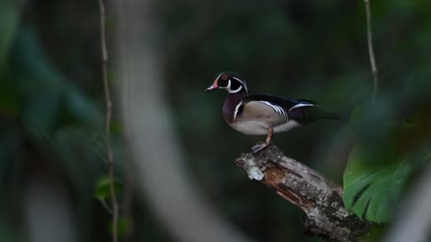 Wood Duck Drake