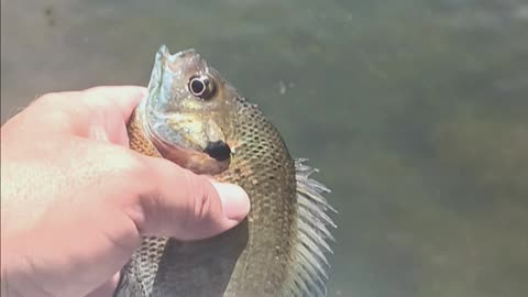 Bluegill kissena