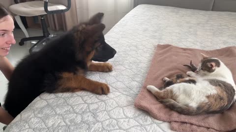 German shepherd puppy meets mom cat with new born kittens for the first time