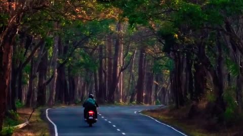 Nadukani Estate: A Glimpse of Wayanad's Natural Beauty 🌿☕ | Short Film