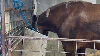 Draft Horse Eastern Idaho State Fair Blackfoot ID 9-9-2023