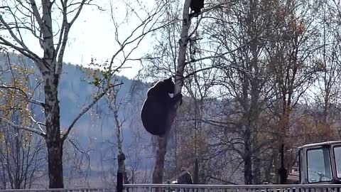 Wild Bear Chases A Man All The Way To The Top Of The Tree