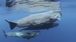 WHALES COMMUNICATING