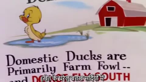 Tom and Jerry - Southbound Duckling