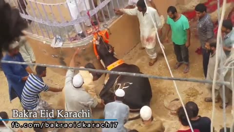 An angry bull qurbani eid-ul-adha