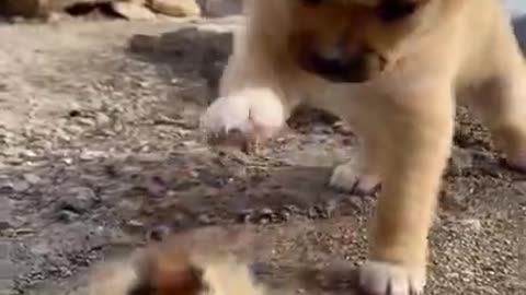 Funny baby animals videos - 32
