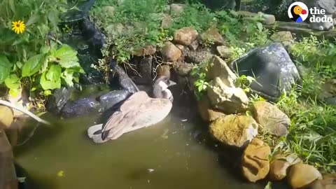 Guy Teaches His Rescued Gosling How To Fly | The Dodo Soulmates