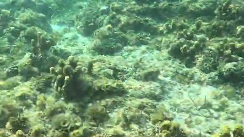 Snorkeling Adventure in the Philippines: Tropical Fish and Blue Starfish.