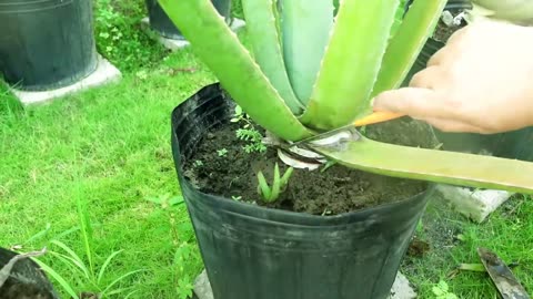 How Often we can harvest Aloe vera, tips and tricks : save dying aloevera and simple harvesting