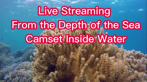 Live Streaming from The Depth of the Sea Cam-set Inside Water Sea Aquarium