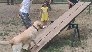 Smart dog doesn't take risks on a seesaw in the park