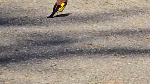 Goldfinch on a cycle path / beautiful bird