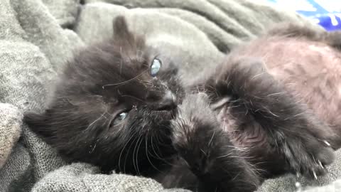 Black kitten cleaning its paws