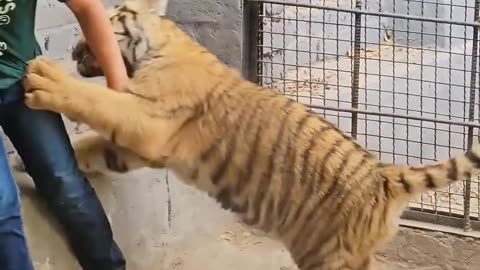 Kid playing with tiger cub