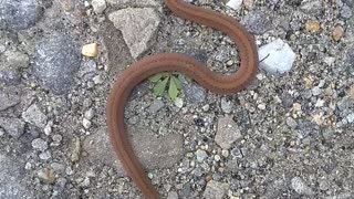 Texas Brown Snake